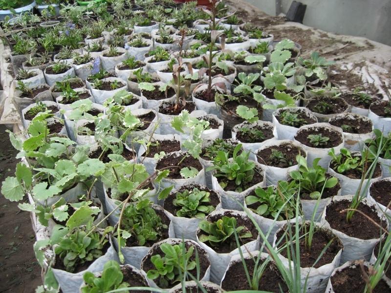 Бизнес план выращивание цветов на продажу в теплице